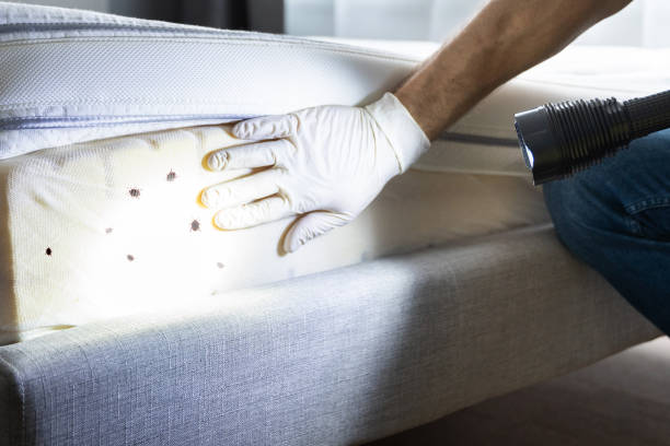 Best Bed Bug Extermination  in Ele, AR