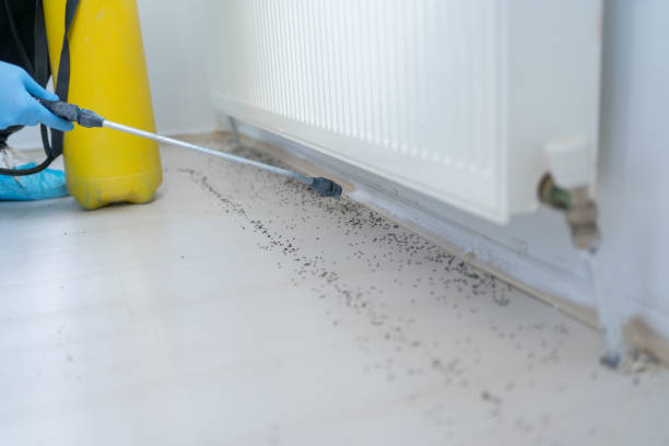 Reliable Earle, AR Pest Control Solutions
